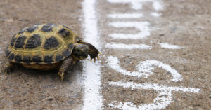 Slow and steady wins the race